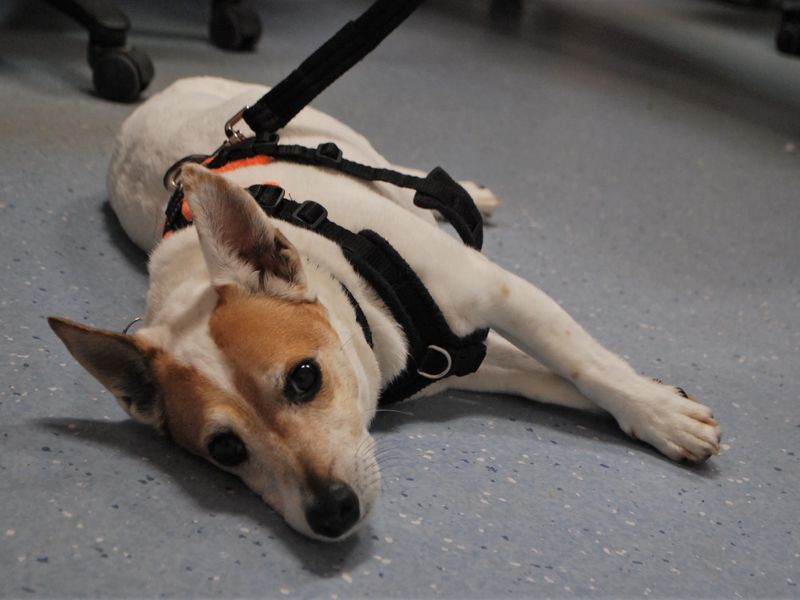 Ollie - Image 3 of 3