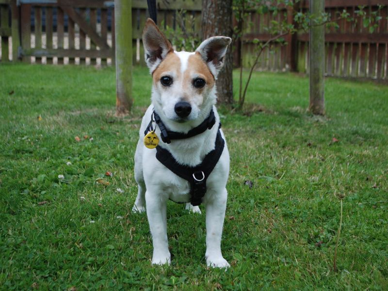 Jack Russell Terrier for adoption in Newbury, Berks – 9 years old