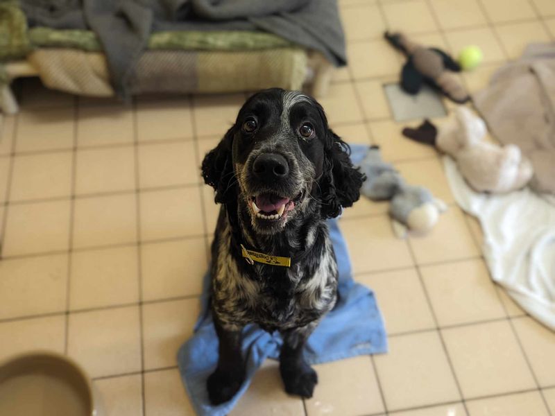 Cocker Spaniel for adoption in Mid Glamorgan, Wales – 5 years old - Image 1 of 3