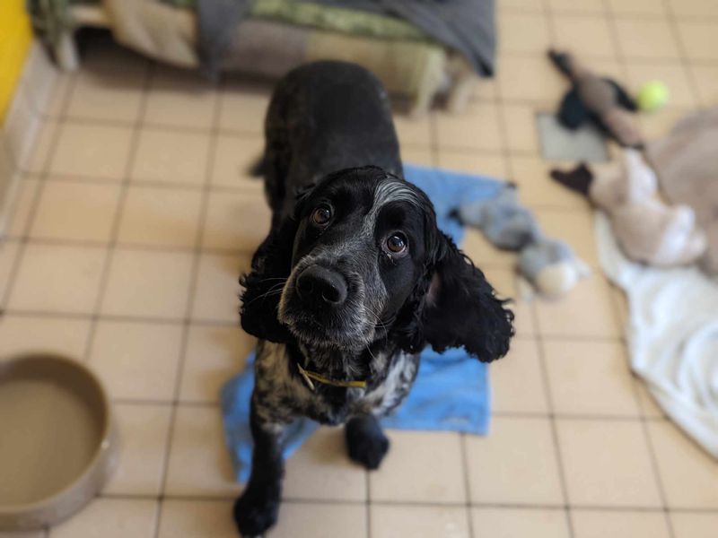 Cocker Spaniel for adoption in Mid Glamorgan, Wales – 5 years old - Image 3 of 3