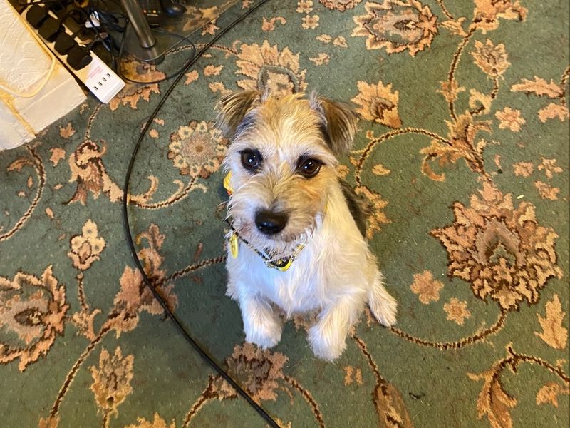 Jack Russell Terrier for adoption in Manchester, Greater Manchester – 3 years old - Image 2 of 2