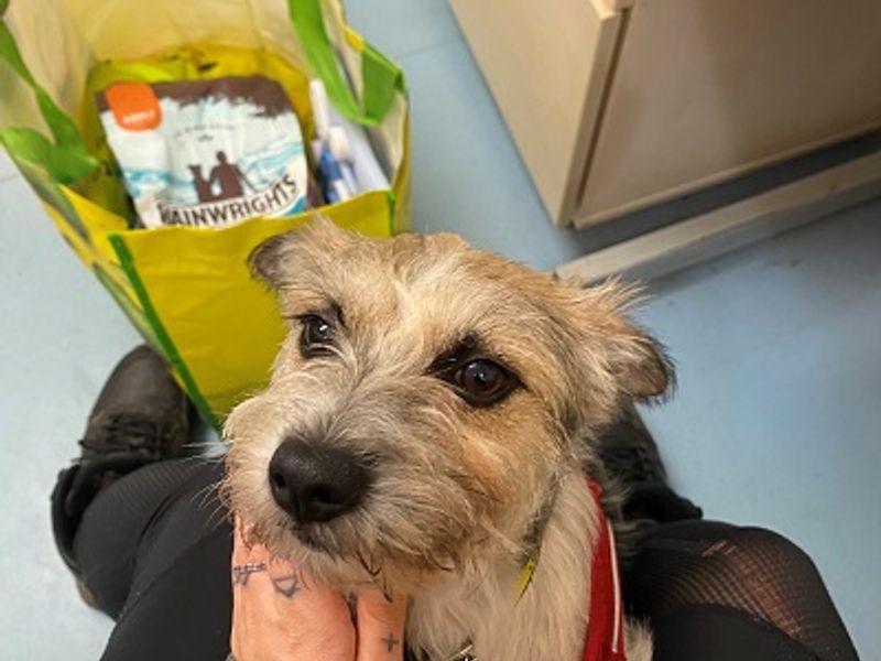 Jack Russell Terrier for adoption in Manchester, Greater Manchester – 3 years old - Image 1 of 2