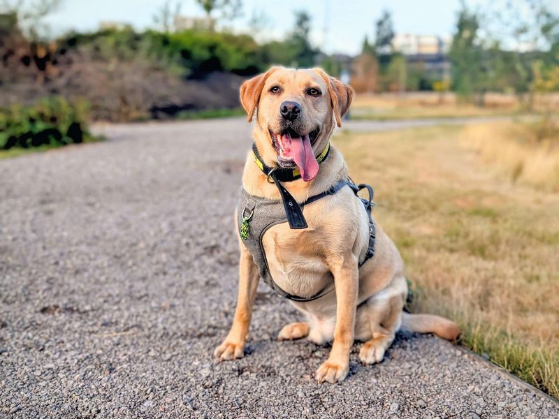 Rees | Retriever (Labrador) | Cardiff - 1
