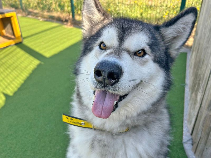 Alaskan Malamute for adoption in Wickford, Essex – 4 years old - Image 1 of 5