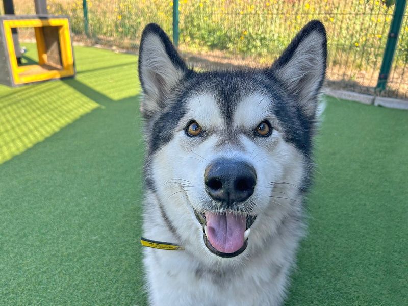 Alaskan Malamute for adoption in Wickford, Essex – 4 years old - Image 2 of 5