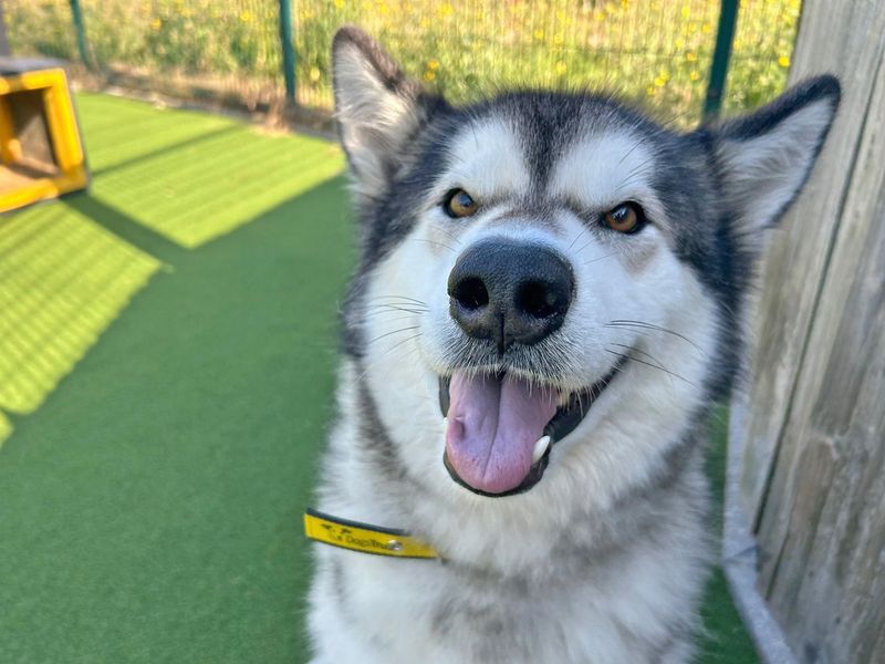 Alaskan Malamute for adoption in Wickford, Essex – 4 years old - Image 5 of 5