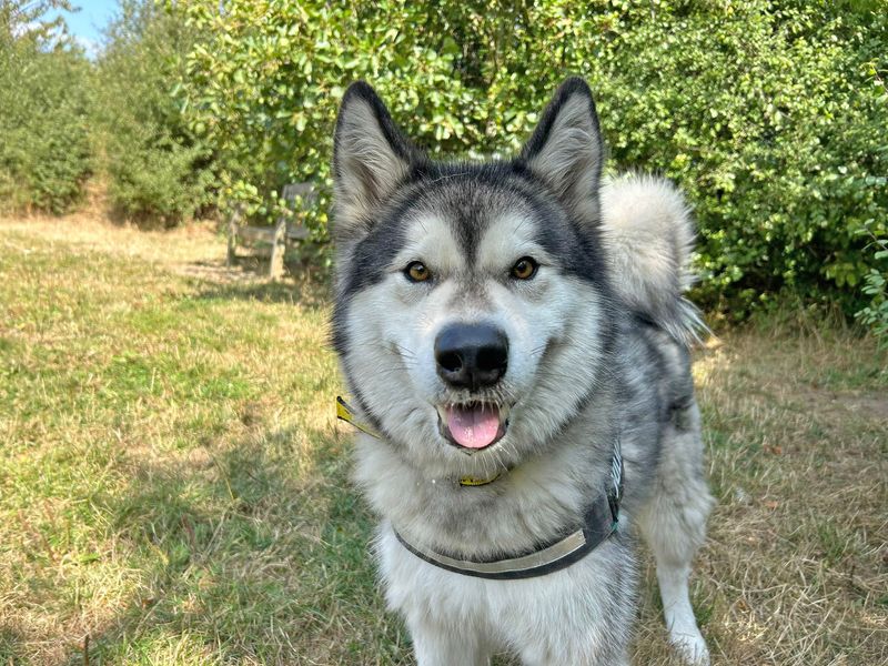 Alaskan Malamute for adoption in Wickford, Essex – 4 years old - Image 4 of 5