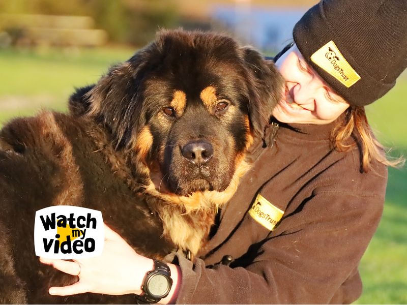 Oliver | Tibetan Mastiff Cross | Leeds - 1
