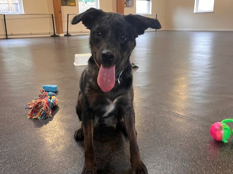 Border Collie for adoption in Telford, Shropshire – 3 years old