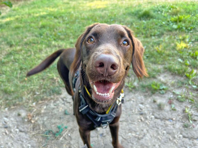 Andy Pandy Pudding and Pie | Spaniel (English Springer) | Salisbury (Wiltshire) - 4