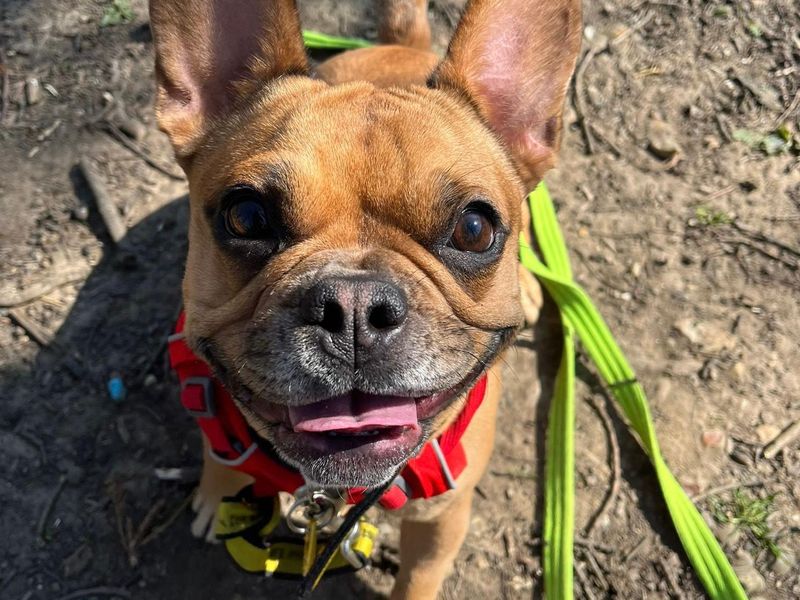 Coco | French Bulldog Cross | Canterbury - 1