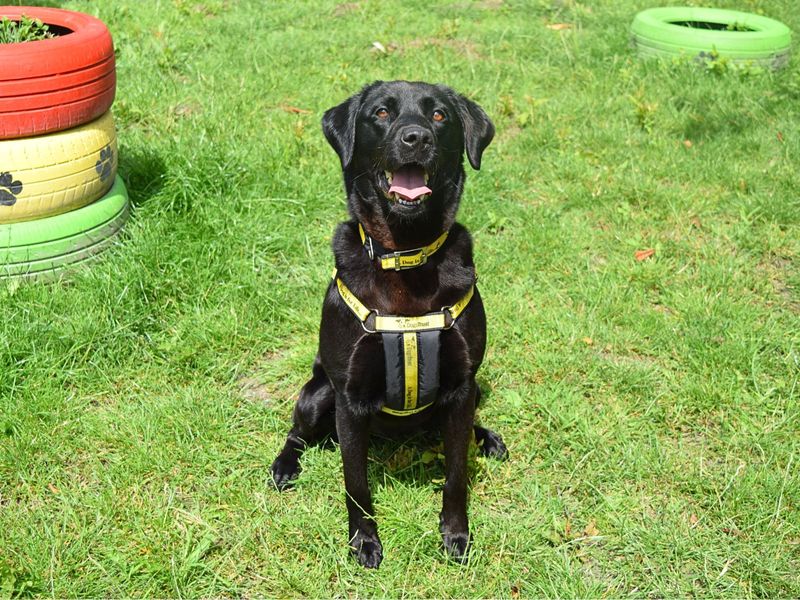 Vivi, a 6 years old female Golden Retriever available for adoption from Dogs Trust in Harefield, Greater London