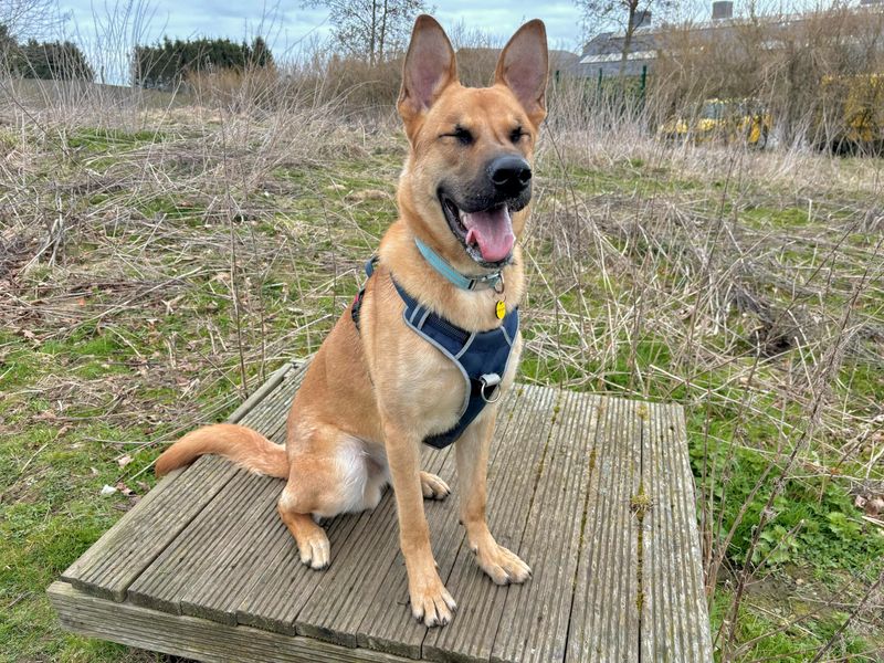 Buddy for sale in Leeds, Yorkshire | Image 2