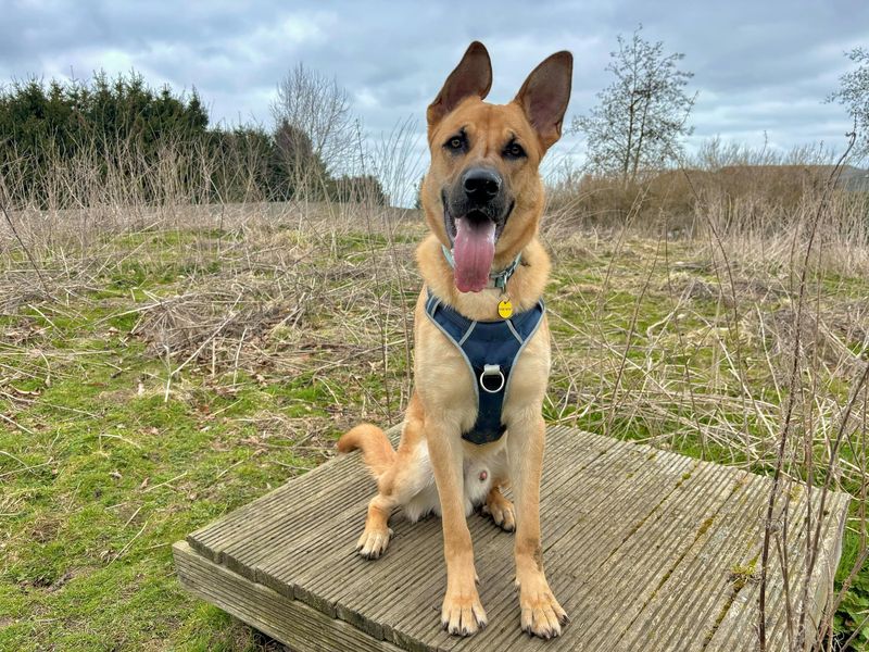 Buddy for sale in Leeds, Yorkshire | Image 3