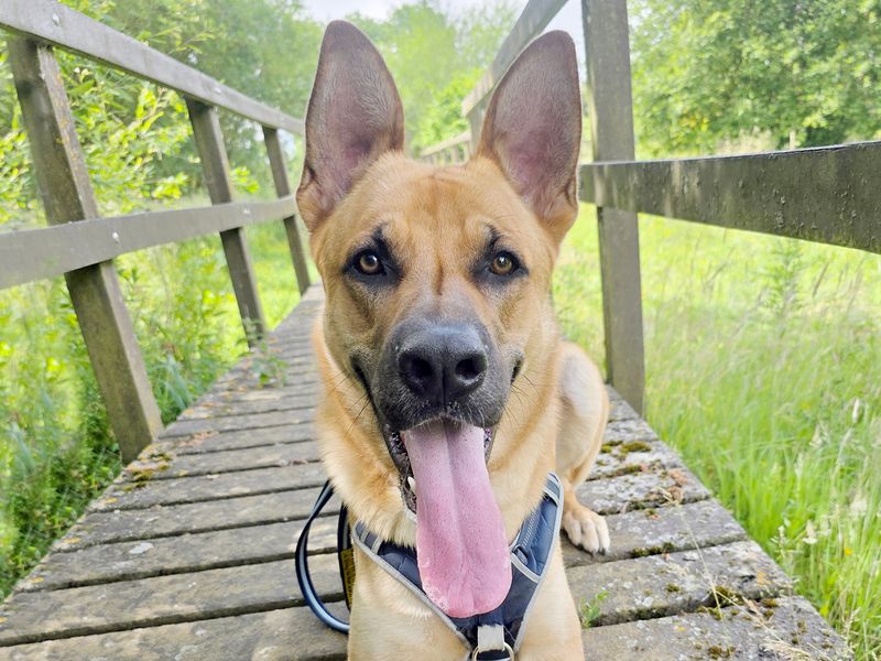 Buddy | German Shepherd Dog Cross | Leeds - 1
