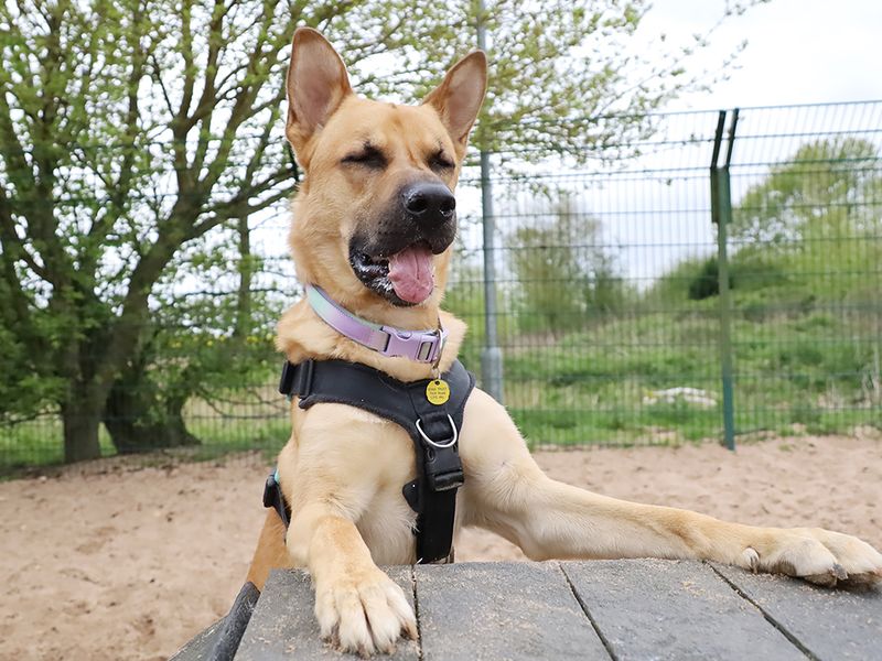 undefined | German Shepherd Dog Cross | undefined - 4