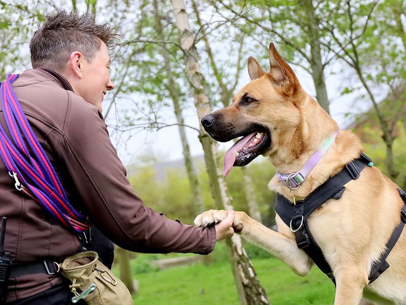 undefined | German Shepherd Dog Cross | undefined - 2