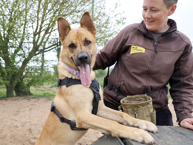 undefined | German Shepherd Dog Cross | undefined - 1