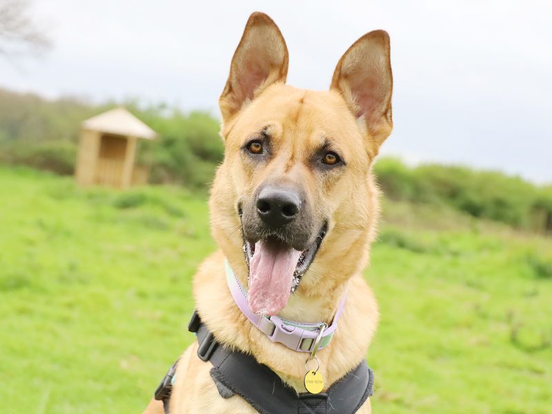 undefined | German Shepherd Dog Cross | undefined - 3