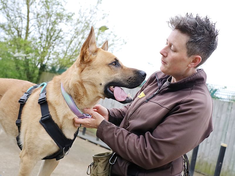 undefined | German Shepherd Dog Cross | undefined - 5