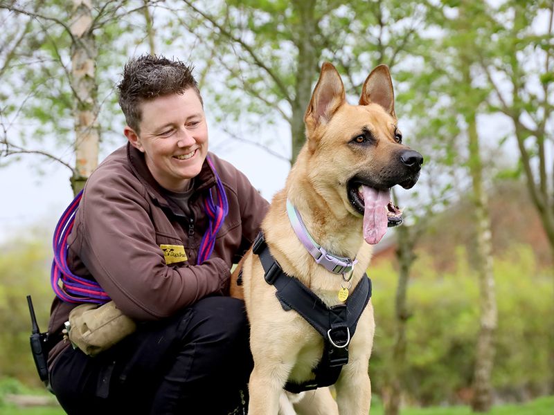 undefined | German Shepherd Dog Cross | undefined - 10