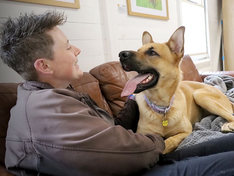undefined | German Shepherd Dog Cross | undefined - 8