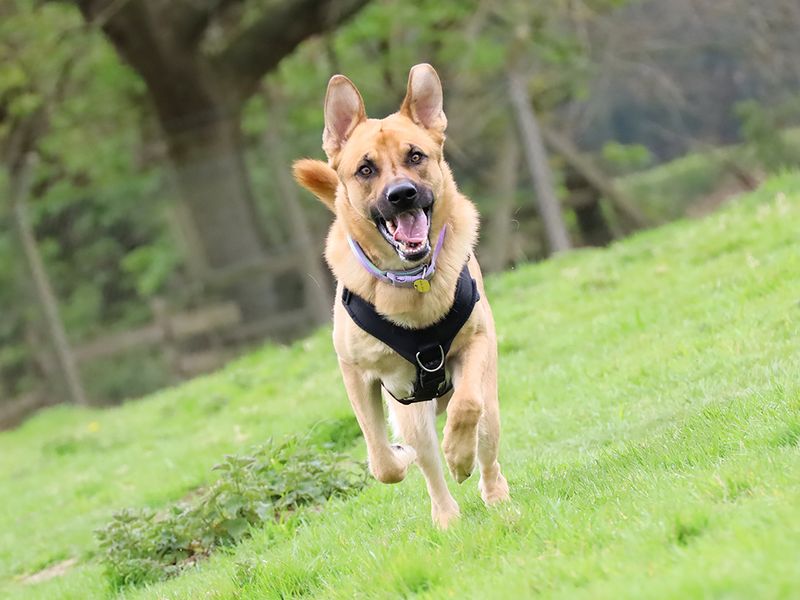 undefined | German Shepherd Dog Cross | undefined - 6