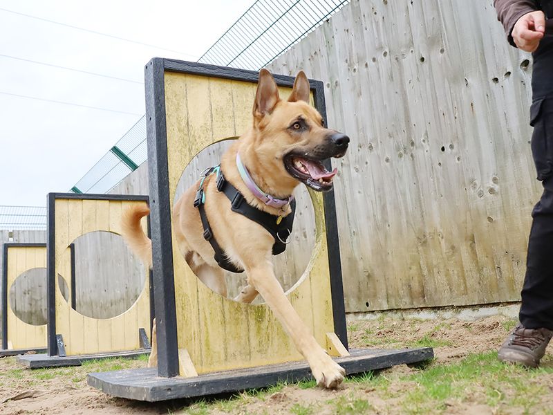undefined | German Shepherd Dog Cross | undefined - 9
