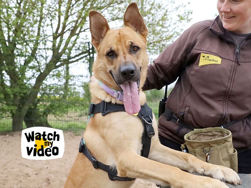 Buddy | German Shepherd Dog Cross | Leeds - 1