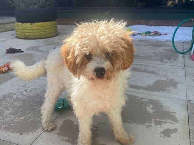 Poodle for adoption in Uxbridge, London – 1 year old - Image 3 of 3