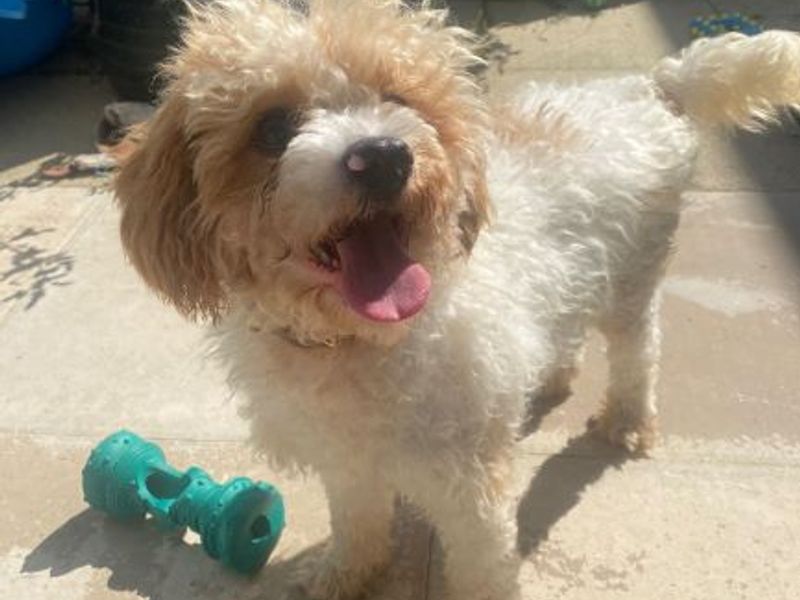 Poodle for adoption in Uxbridge, London – 1 year old - Image 2 of 3