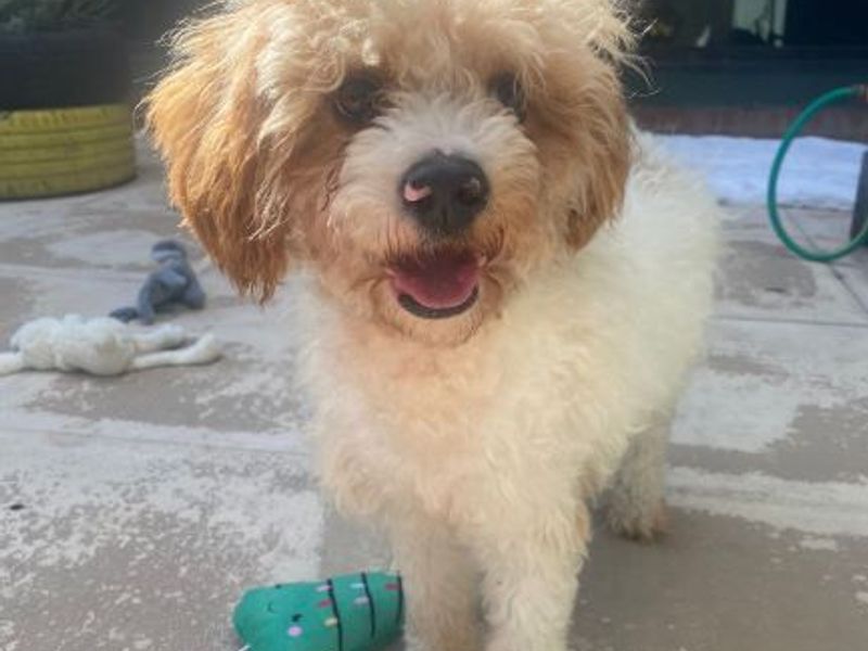 Poodle for adoption in Uxbridge, London – 1 year old - Image 1 of 3