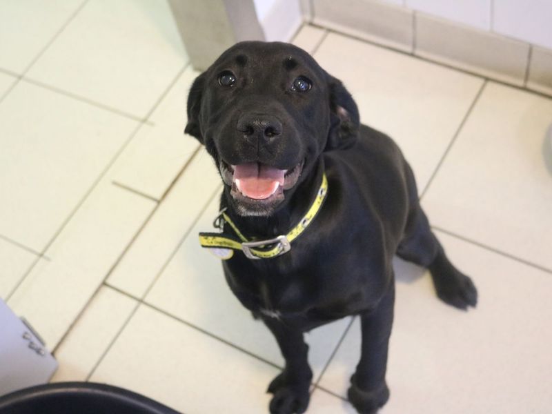 Staffordshire Bull Terrier for adoption in Glasgow, Scotland – 1 year old - Image 5 of 5