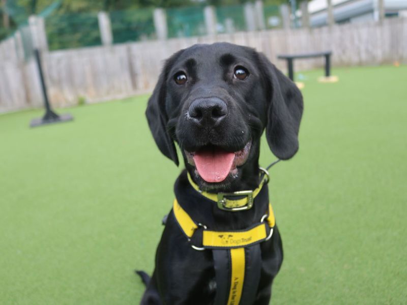 Staffordshire Bull Terrier for adoption in Glasgow, Scotland – 1 year old - Image 4 of 5