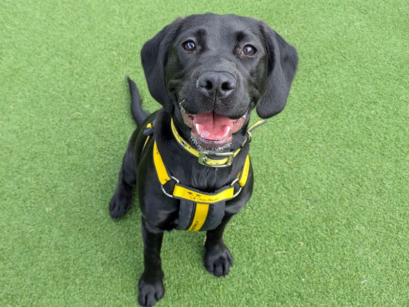 Staffordshire Bull Terrier for adoption in Glasgow, Scotland – 1 year old - Image 1 of 5