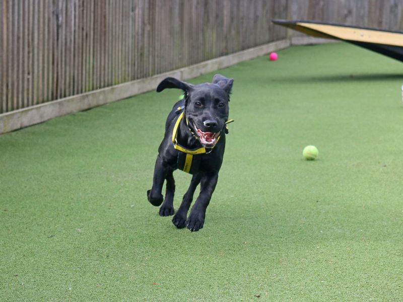 Staffordshire Bull Terrier for adoption in Glasgow, Scotland – 1 year old - Image 3 of 5