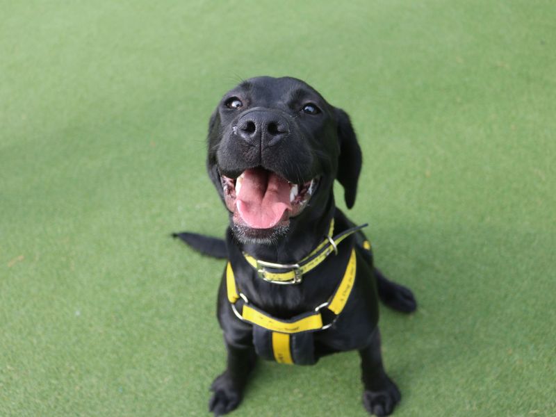 Staffordshire Bull Terrier for adoption in Glasgow, Scotland – 1 year old - Image 2 of 5