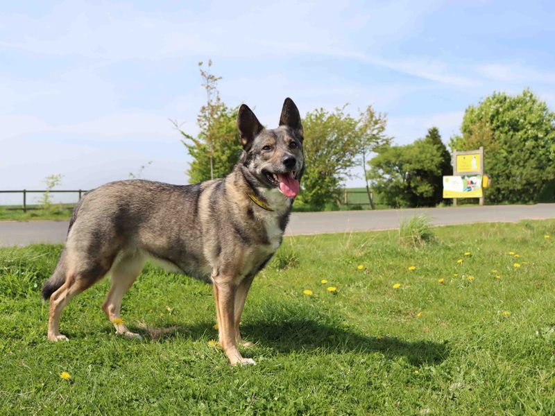 Cinnamon Bun | German Shepherd Dog Cross | Darlington - 1