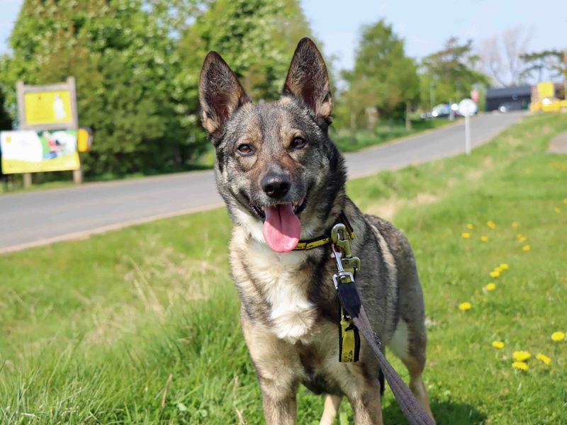 Border Collie for adoption in Sadberge, Co Durham – 5 years old - Image 2 of 2