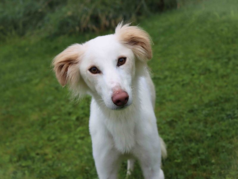 Nova | Saluki Cross | Darlington - 3