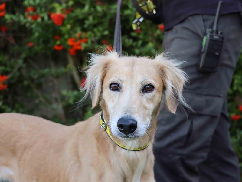 Nova | Saluki Cross | Darlington - 2