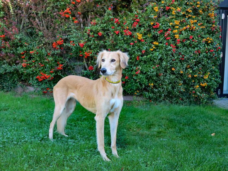 Nova | Saluki Cross | Darlington - 4
