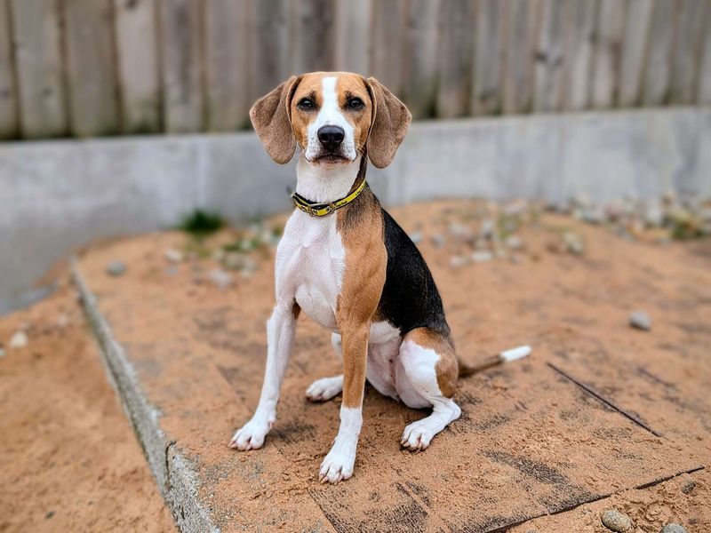 Beagle for adoption in Cardiff / Caerdydd, South Glamorgan – 2 years old - Image 1 of 7