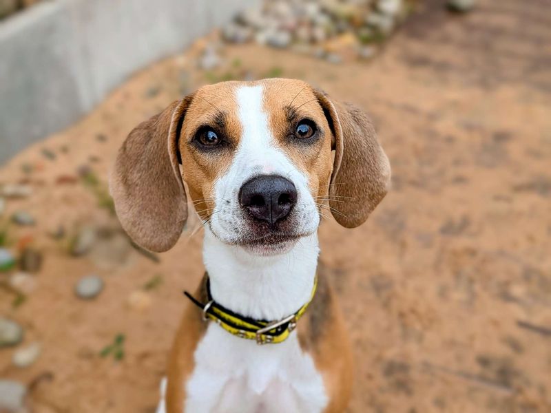 Beagle for adoption in Cardiff / Caerdydd, South Glamorgan – 2 years old - Image 6 of 7