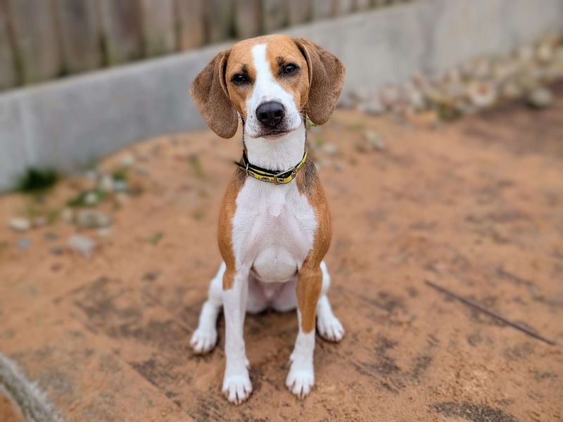 Beagle for adoption in Cardiff / Caerdydd, South Glamorgan – 2 years old - Image 7 of 7