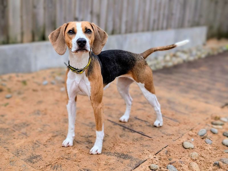 Beagle for adoption in Cardiff / Caerdydd, South Glamorgan – 2 years old - Image 5 of 7