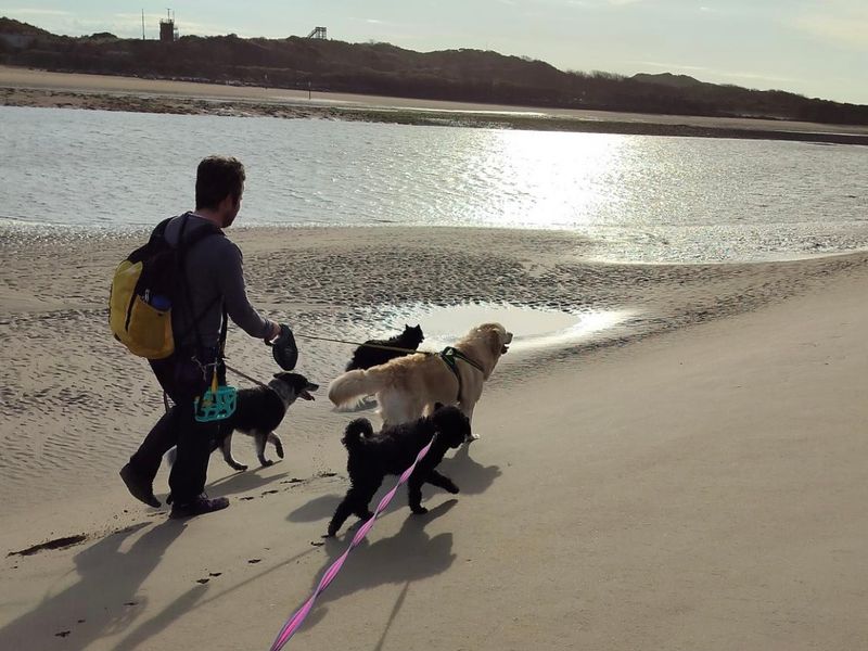 Borris | Retriever (Golden) | Ballymena (Northern Ireland) - 5