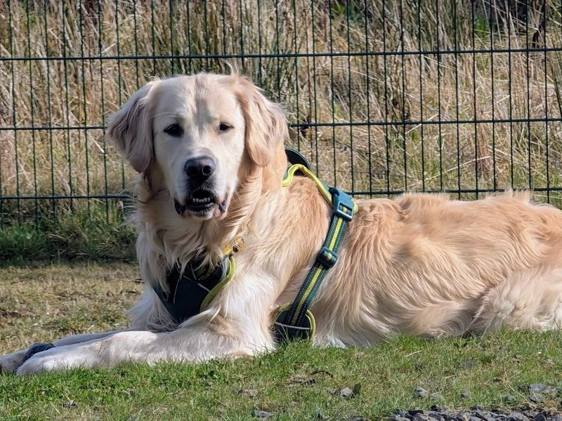 Borris | Retriever (Golden) | Ballymena (Northern Ireland) - 4