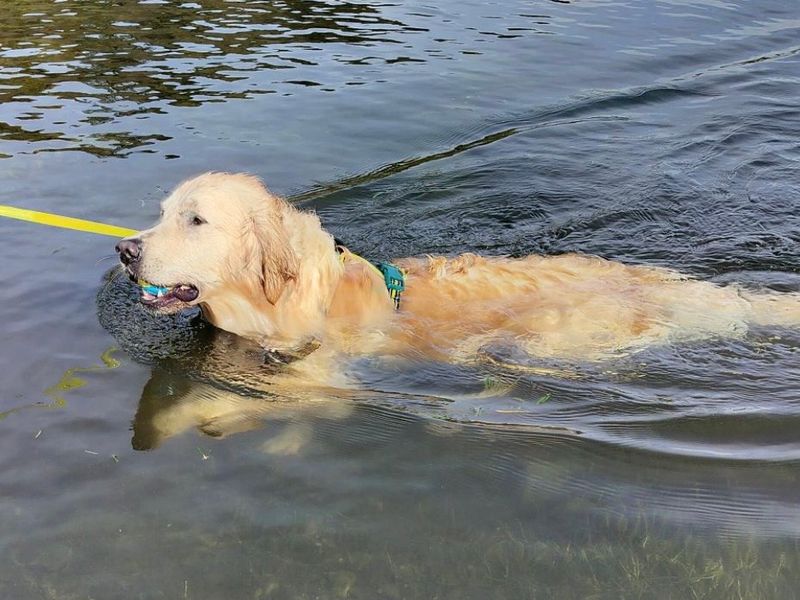 Borris | Retriever (Golden) | Ballymena (Northern Ireland) - 2
