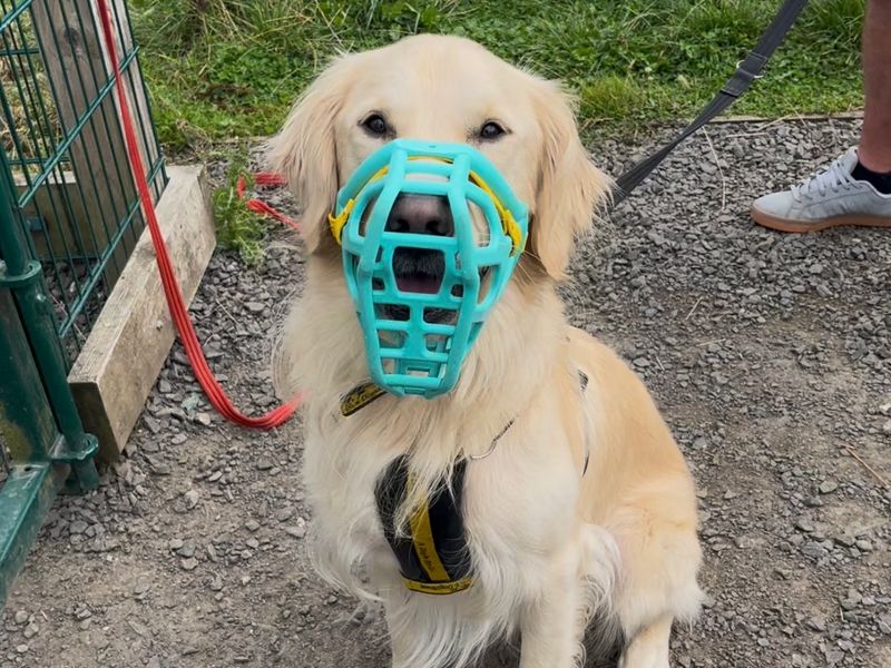 Borris | Retriever (Golden) | Ballymena (Northern Ireland) - 4
